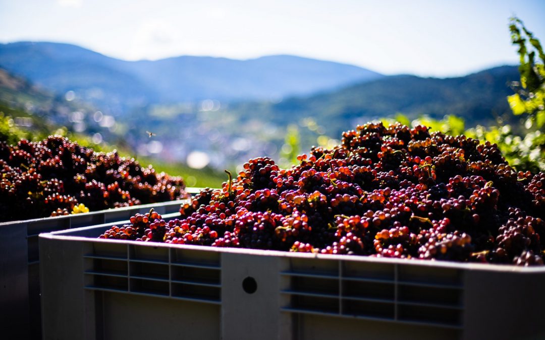 ASI 2021: The Year of the Sommelier