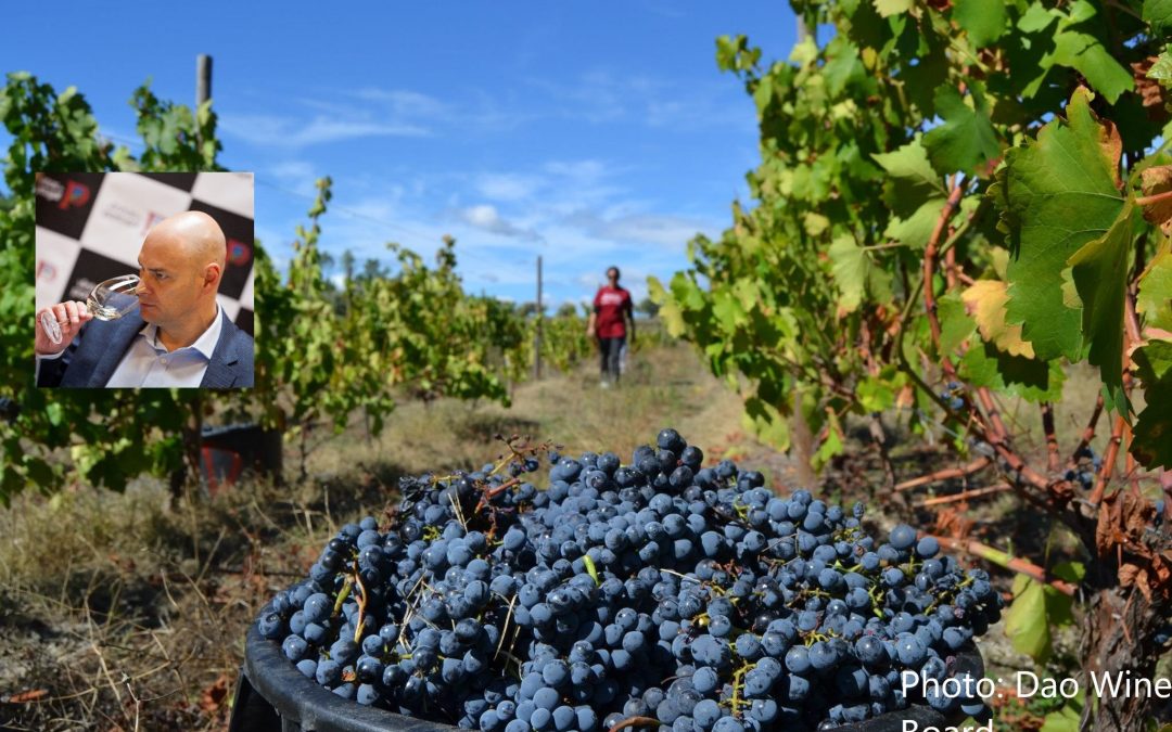 Discover Portugal: home to more than 250 indigenous varietals