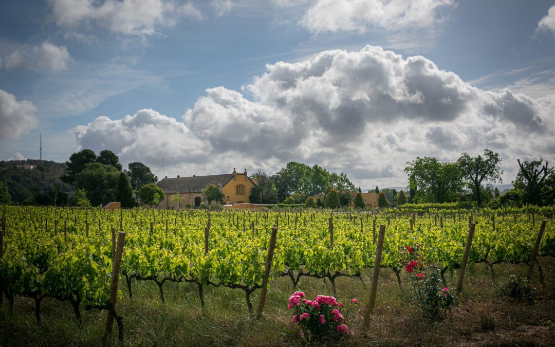 Familia Torres: Regenerative viticulture to tackle climate change
