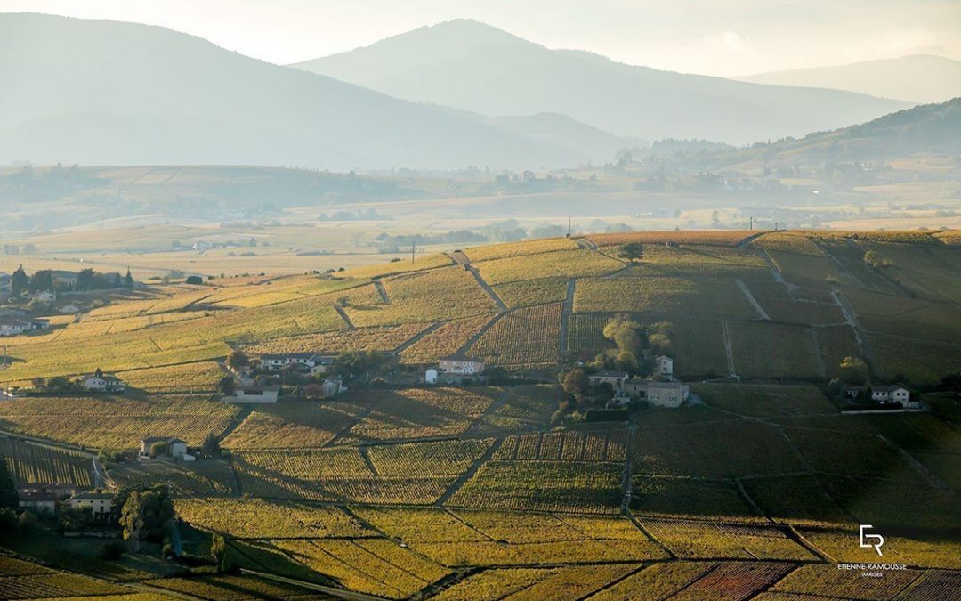 Vinexpo Focuses on Beaujolais