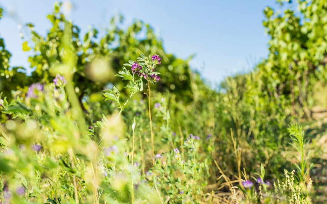 Winemaking Innovation from Famille Perrin