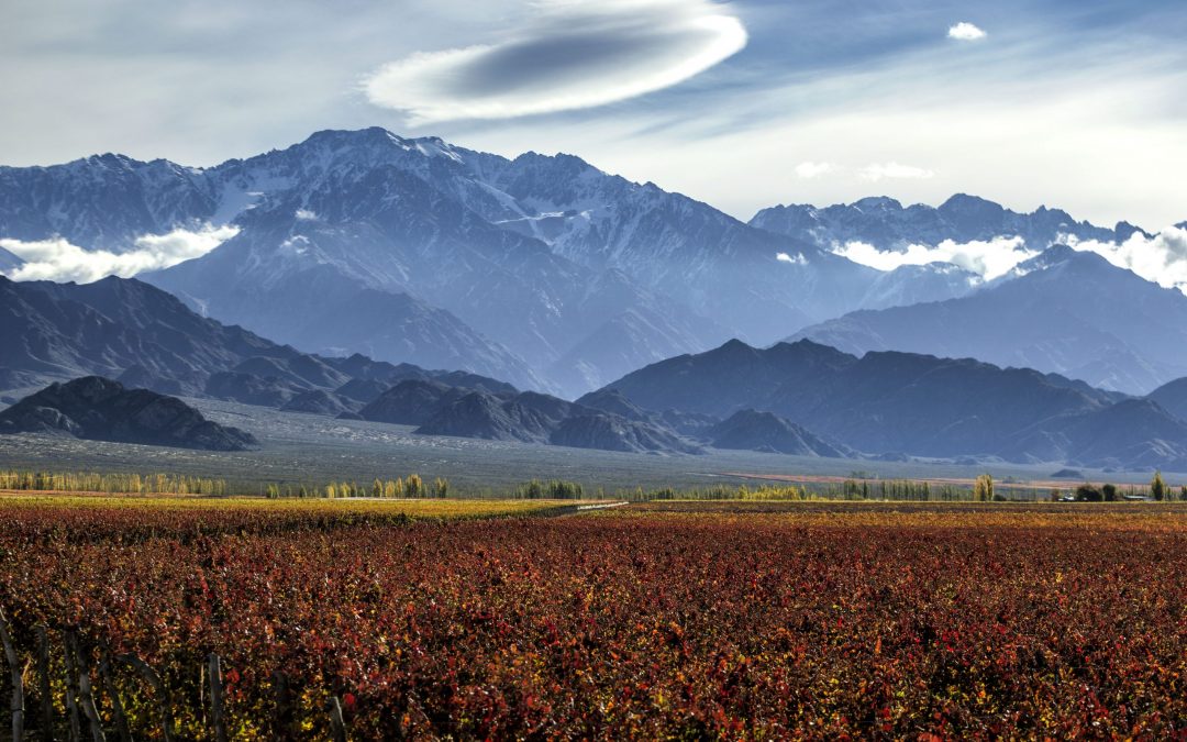 Wines of Argentina